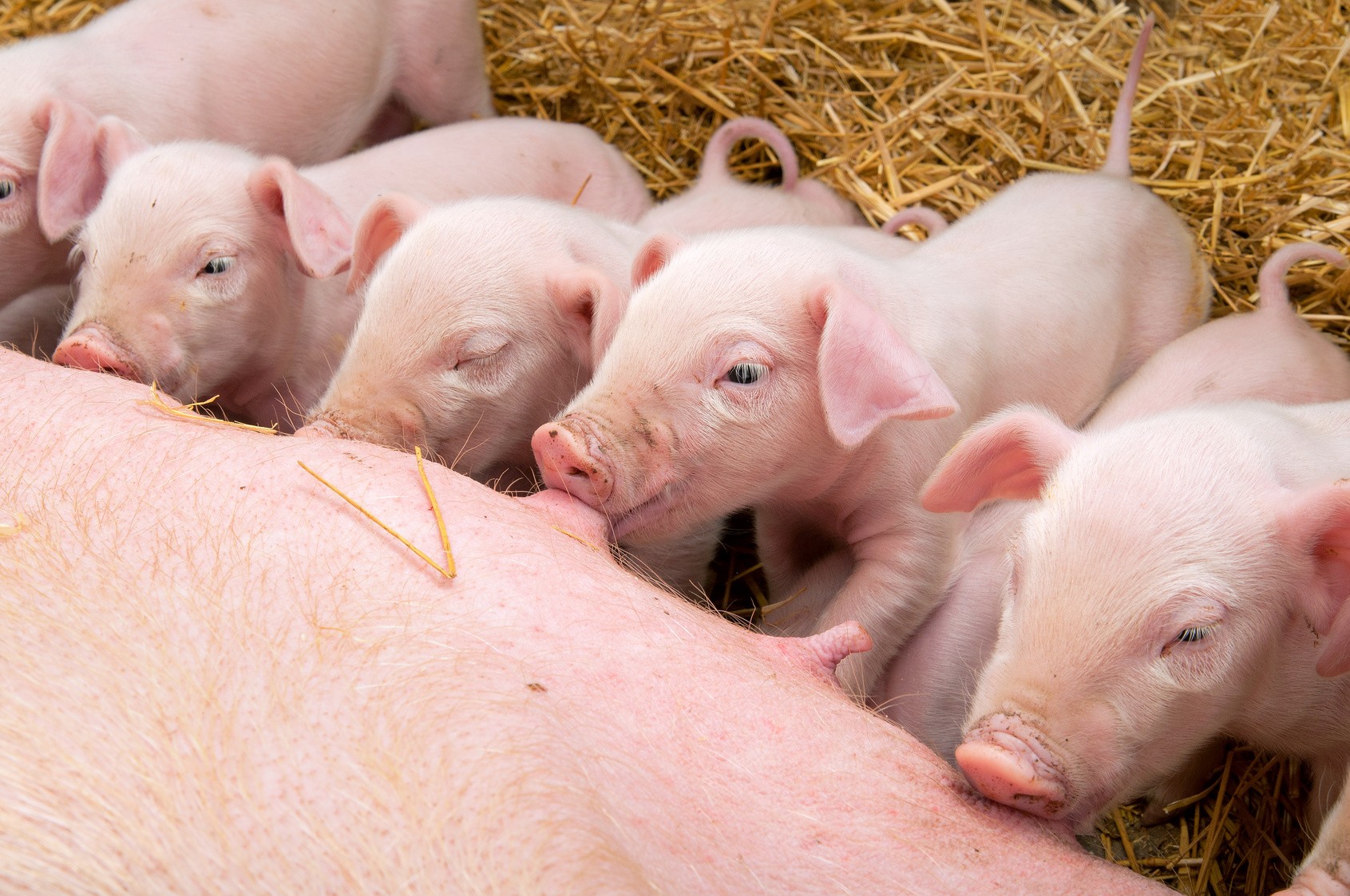Puritermia de ISBRAN alineada con la eficiencia energética de las explotaciones porcinas