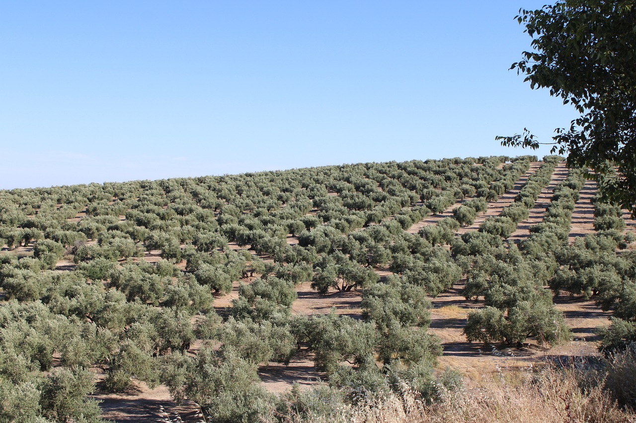 CTA lanza la convocatoria SCALE-UP para iniciativas innovadoras que promuevan la bioeconomía del olivar en Andalucía
